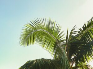 renato-trentin-VAHT8JF8cxM-unsplash